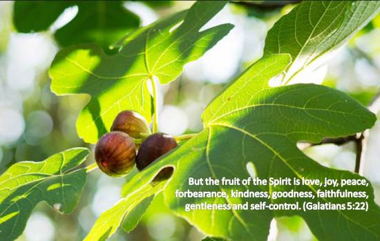 fruit of the Spirit 2