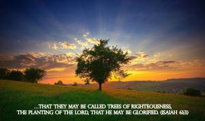 trees of righteousness,